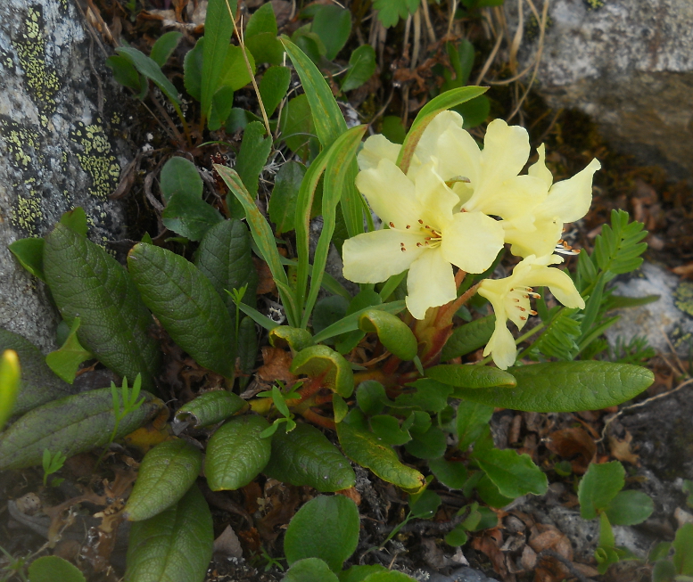 Изображение особи Rhododendron aureum.