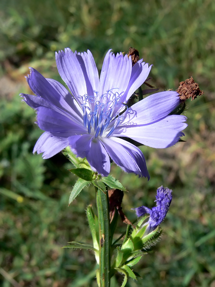 Image of Cichorium intybus specimen.