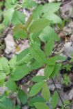 Image of taxon representative. Author is Радик Кутушев