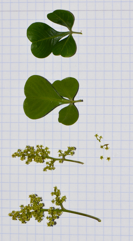Image of Rhus laevigata specimen.