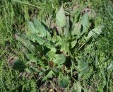 Rumex thyrsiflorus