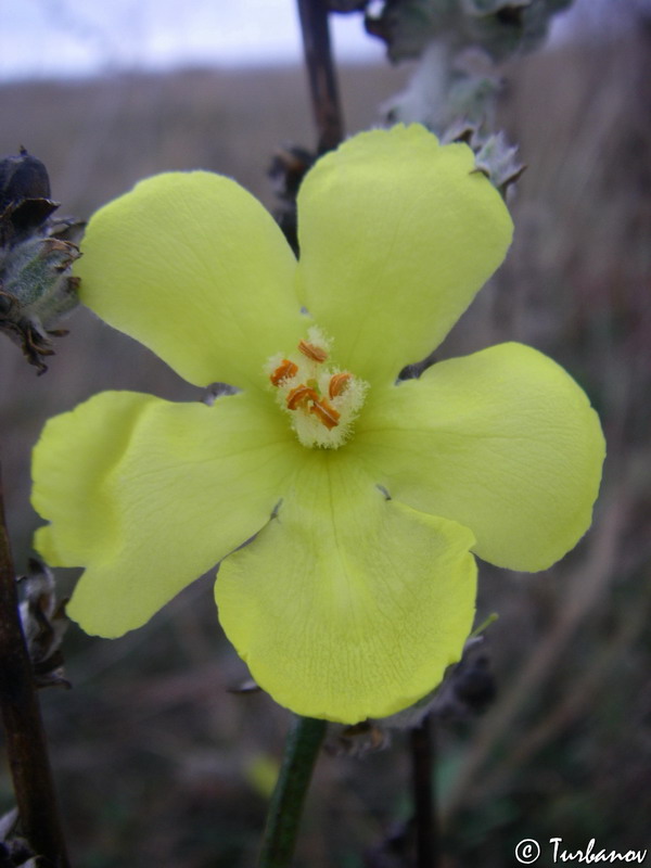 Image of Verbascum undulatum specimen.