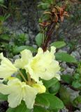 Rhododendron aureum