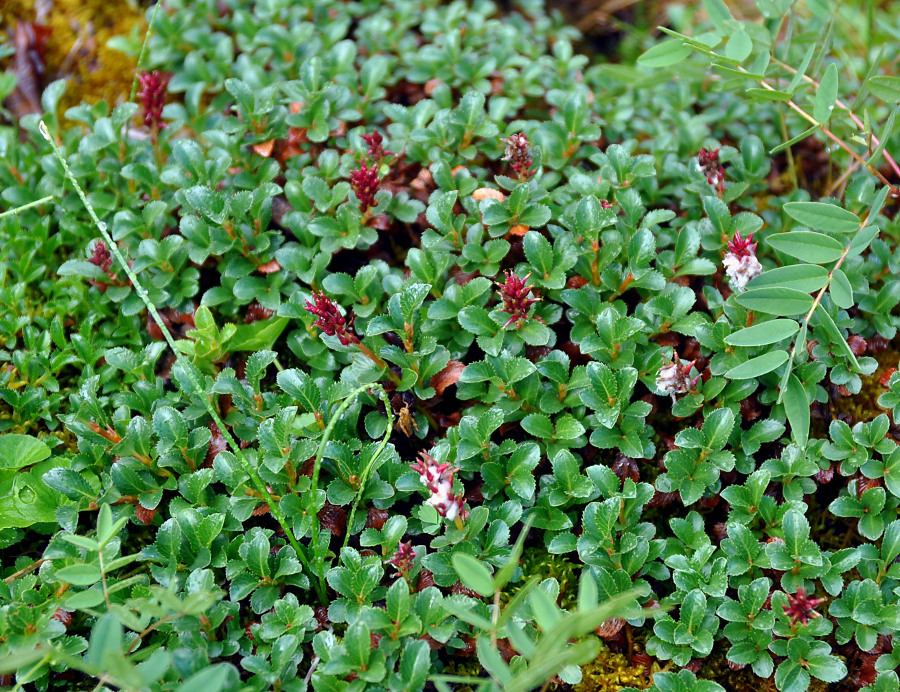 Image of Salix berberifolia specimen.