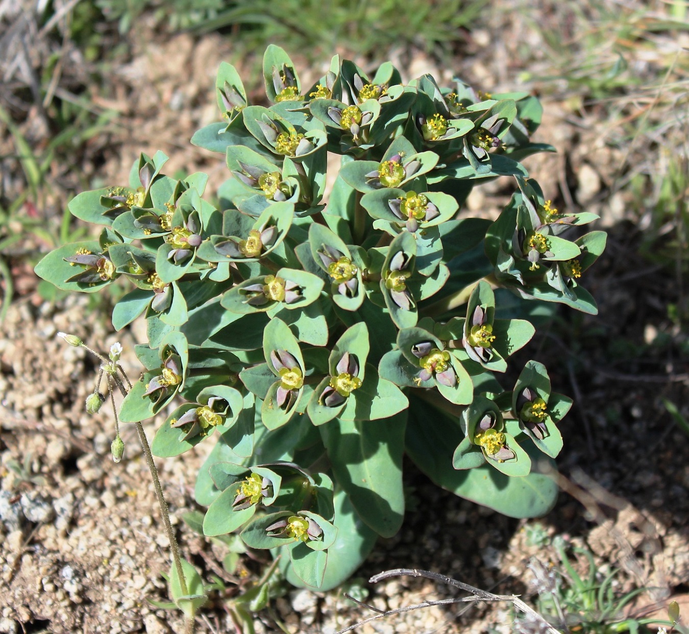 Изображение особи Euphorbia rapulum.