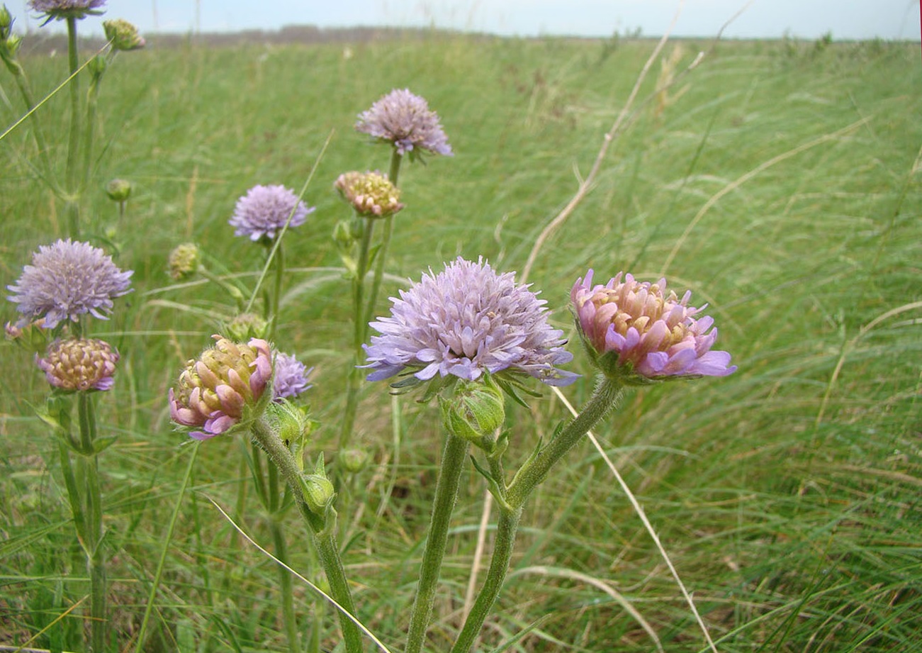 Изображение особи Knautia arvensis.