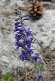 Delphinium fissum. Соцветие. Горный Крым, Никитская Яйла, сосняк, 9 июля 2008 г.