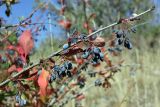 Berberis sphaerocarpa. Верхушка побега с соплодиями. Южный Казахстан, хр. Таласский Алатау, ущ. Коксай. 20.08.2015.