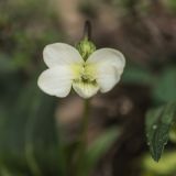 Viola accrescens
