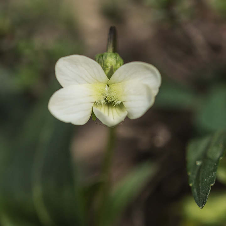 Изображение особи Viola accrescens.