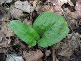 Arum maculatum