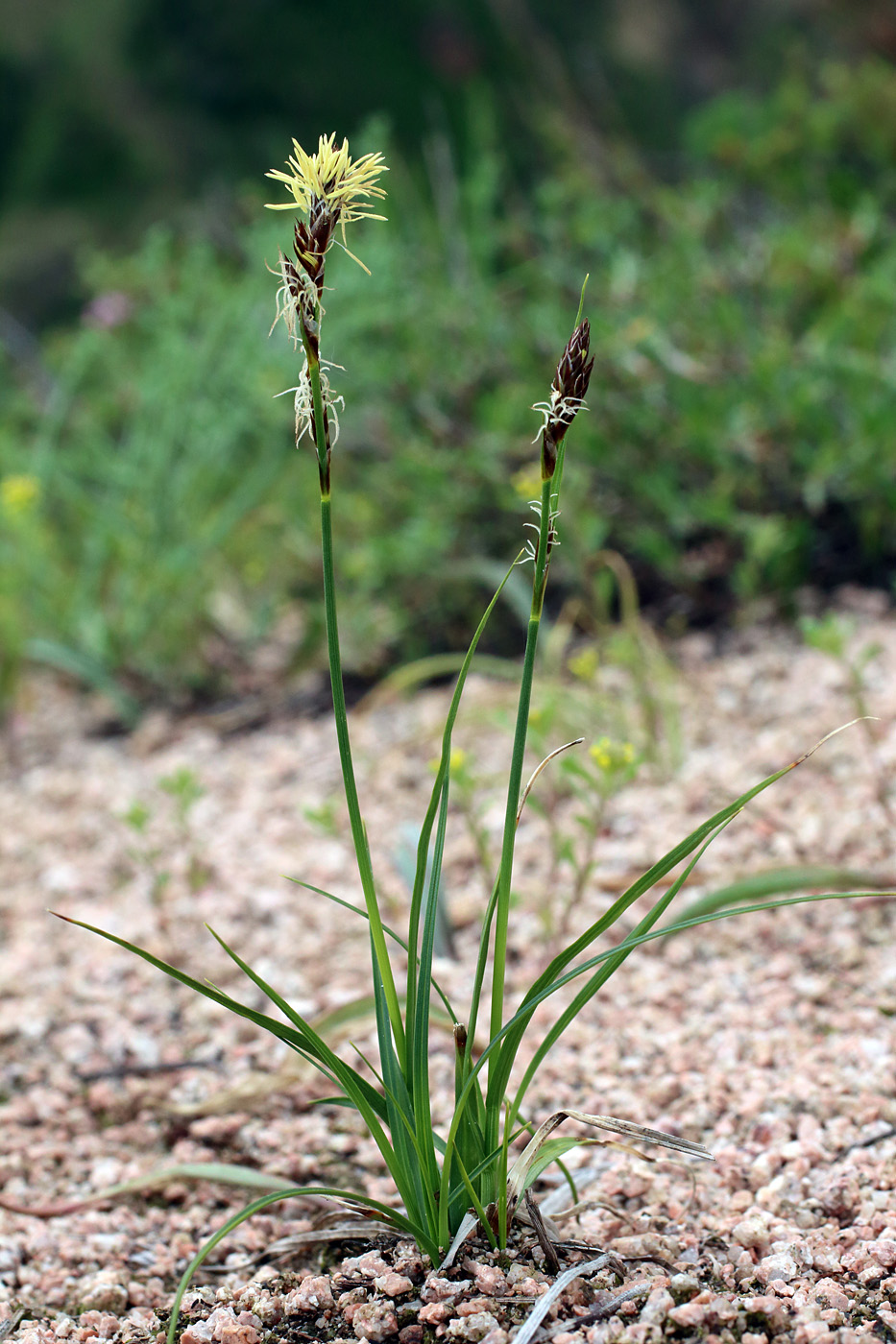 Изображение особи Carex turkestanica.