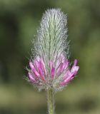 Trifolium purpureum