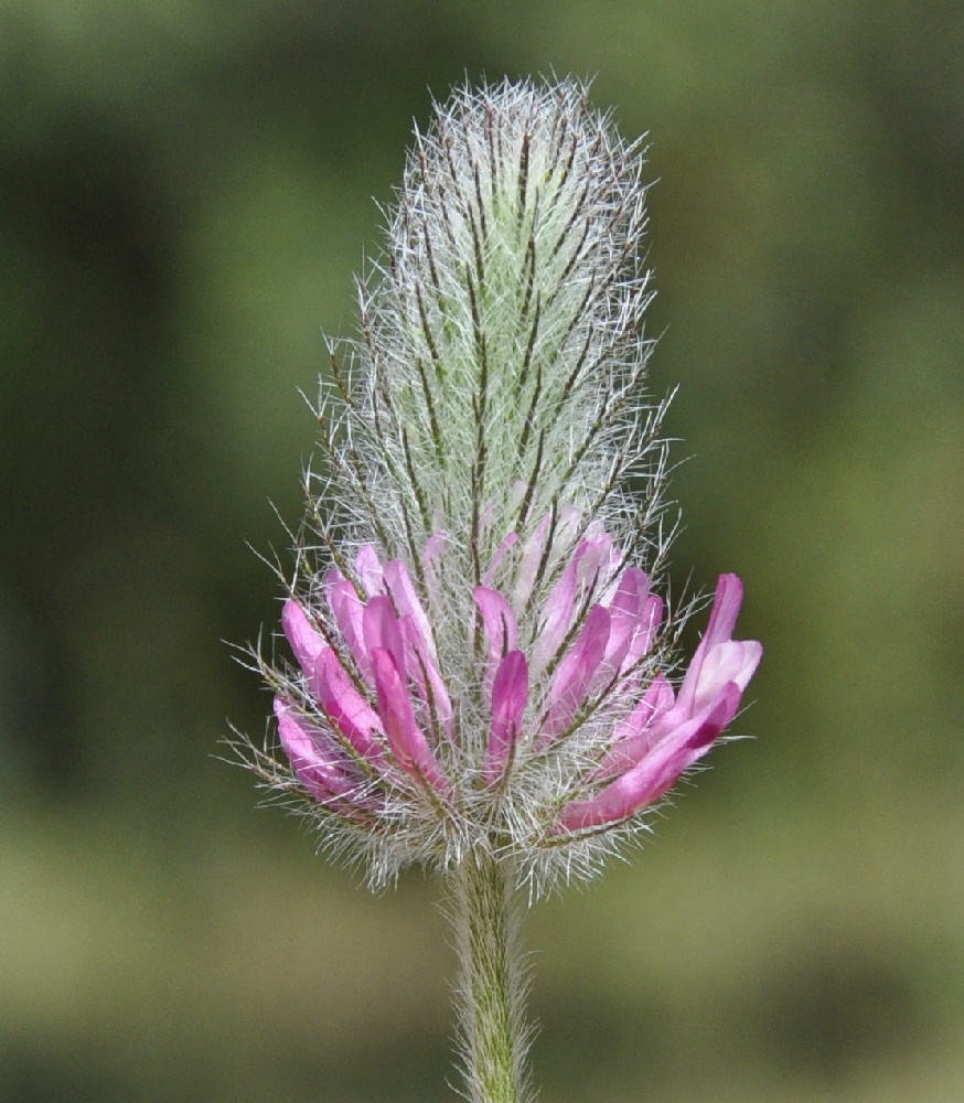 Image of Trifolium purpureum specimen.