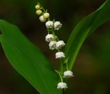Convallaria majalis. Соцветие. Московская обл., Раменский р-н, окр. ж.-д. платформы Хрипань, просека под ЛЭП. 23.05.2016.