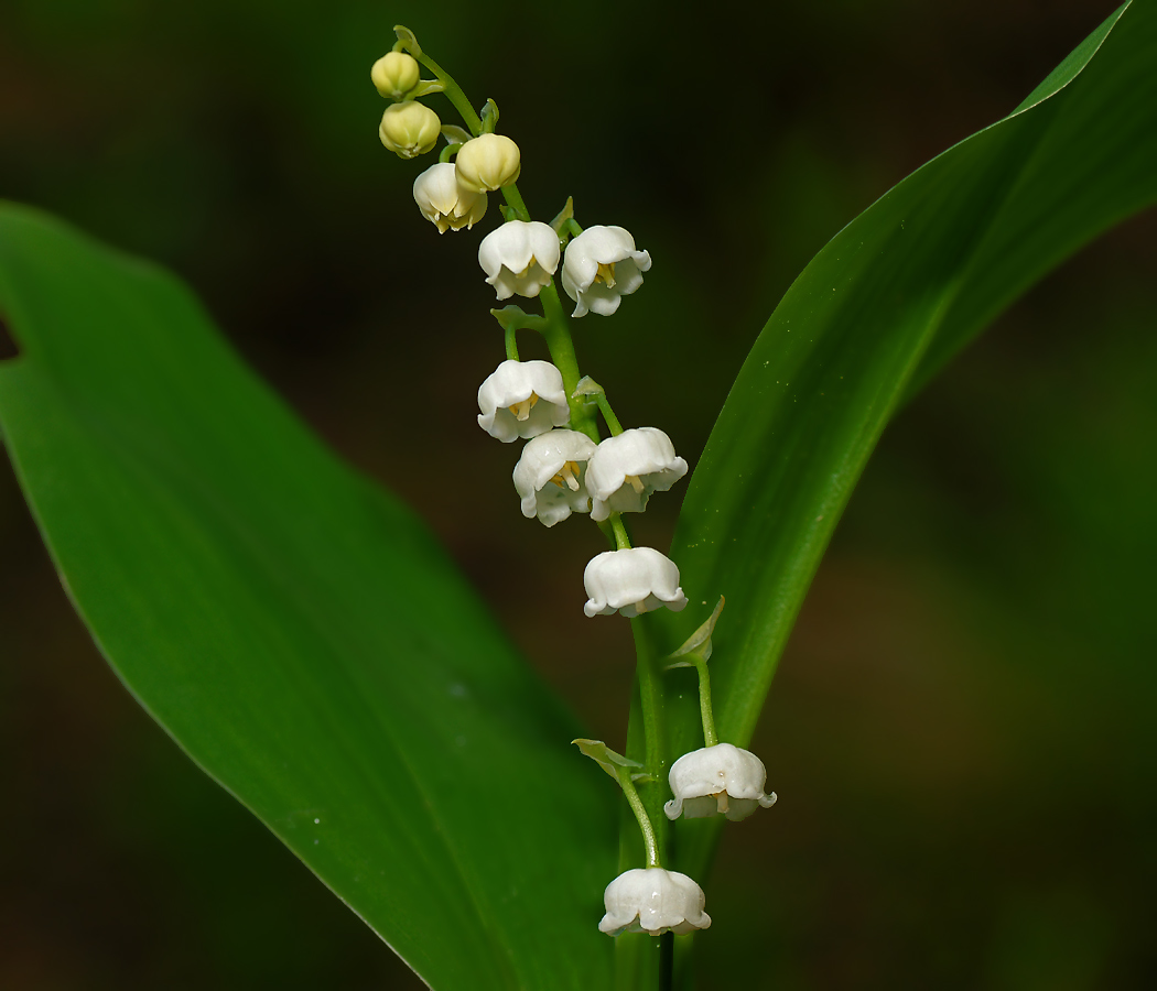 Изображение особи Convallaria majalis.