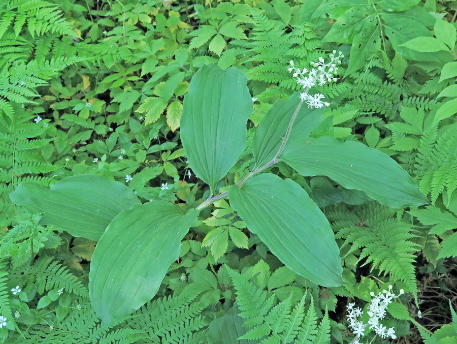 Изображение особи Smilacina hirta.