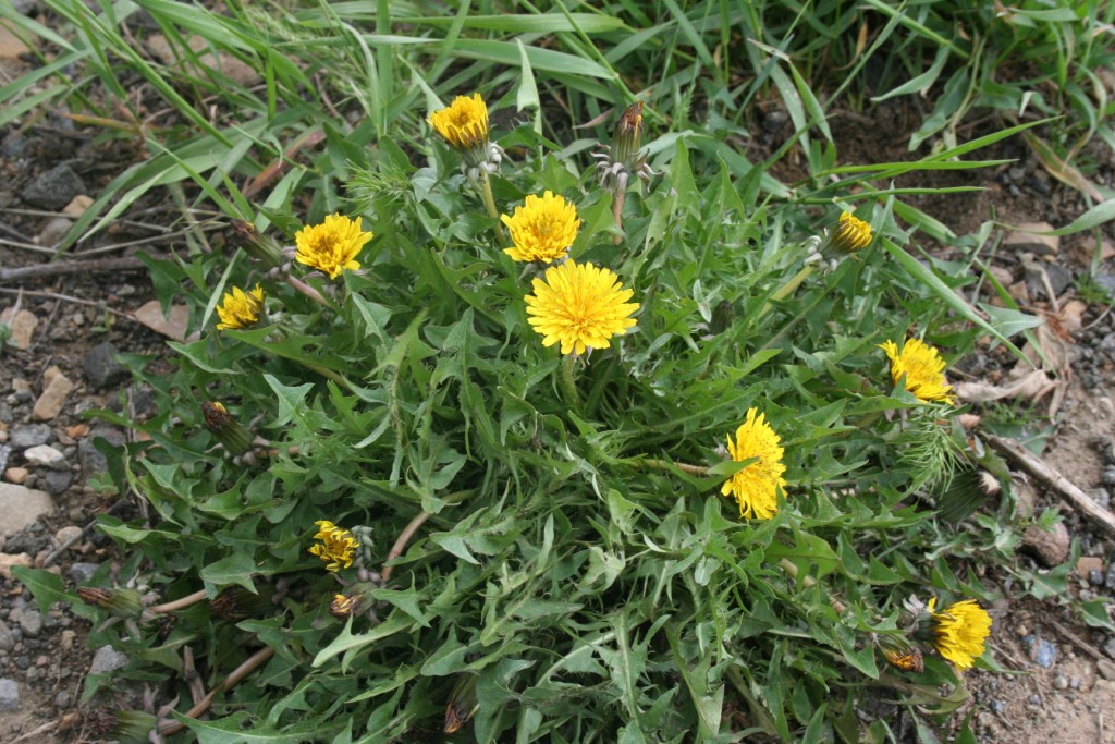 Image of genus Taraxacum specimen.