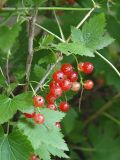 Ribes scandicum. Часть ветви с плодами. Санкт-Петербург. 31.07.2009.