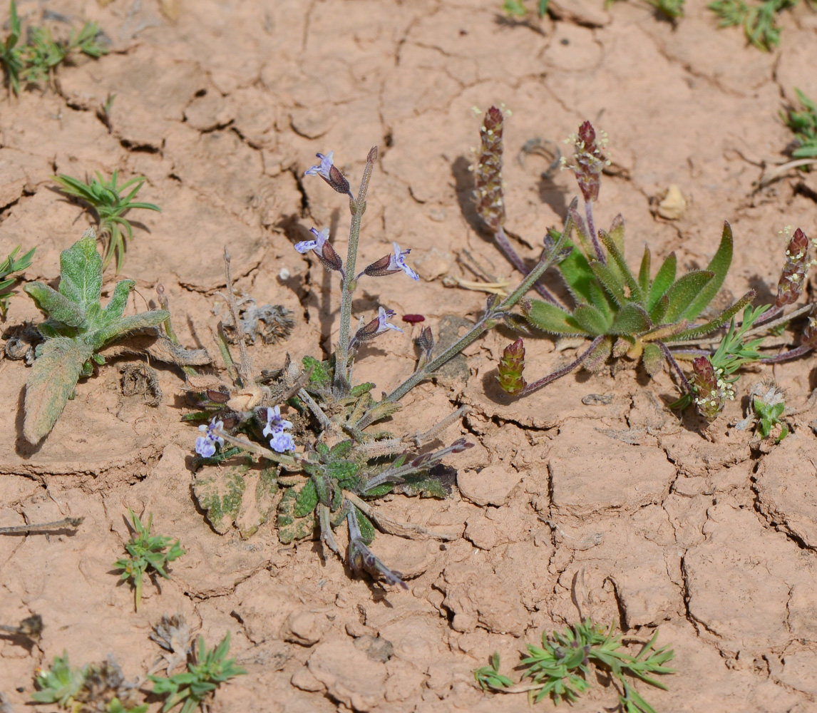 Image of Salvia aegyptiaca specimen.