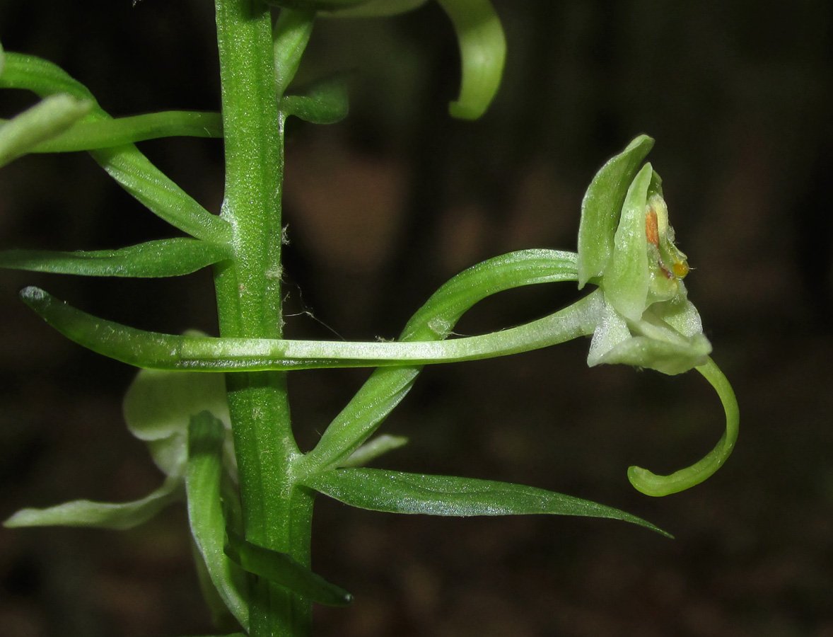 Изображение особи Platanthera chlorantha.