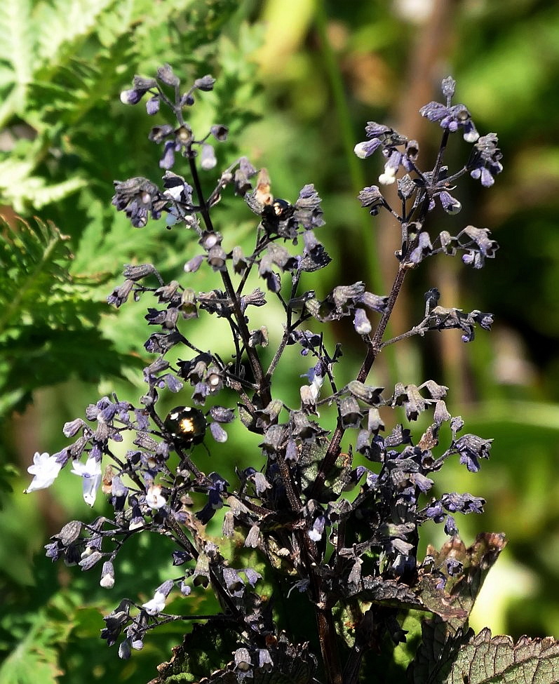 Изображение особи Isodon japonicus var. glaucocalyx.