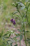 Medicago sativa