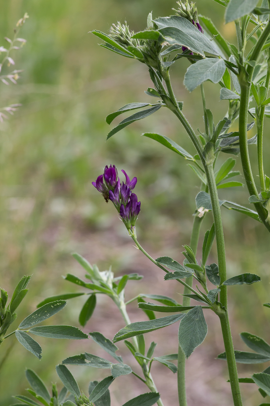 Изображение особи Medicago sativa.