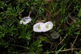 Convolvulus arvensis