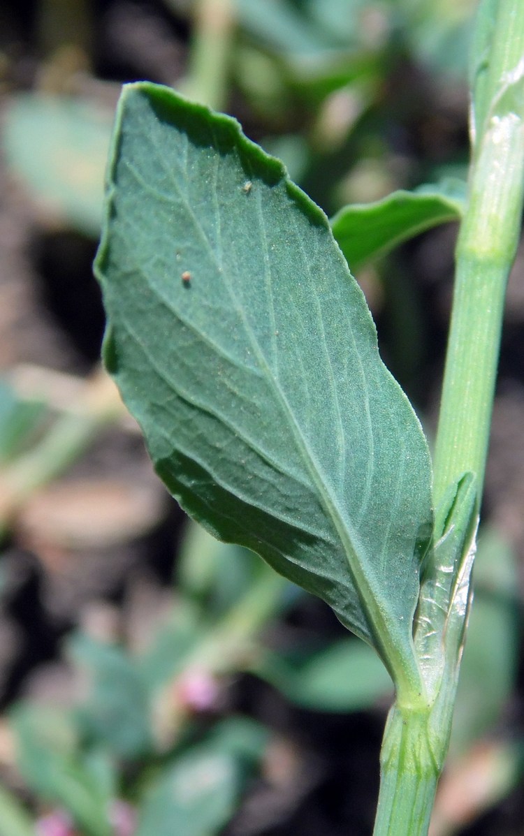 Изображение особи Polygonum aviculare.