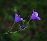 Campanula persicifolia. Верхушка цветущего растения. Пермский край, Оханский р-н, Тулумбаихинское сельское поселение, Кунчурихинский бор, подлесок соснового бора. 02.07.2016.