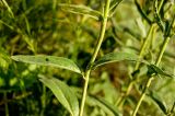 Veronica spicata ssp. bashkiriensis