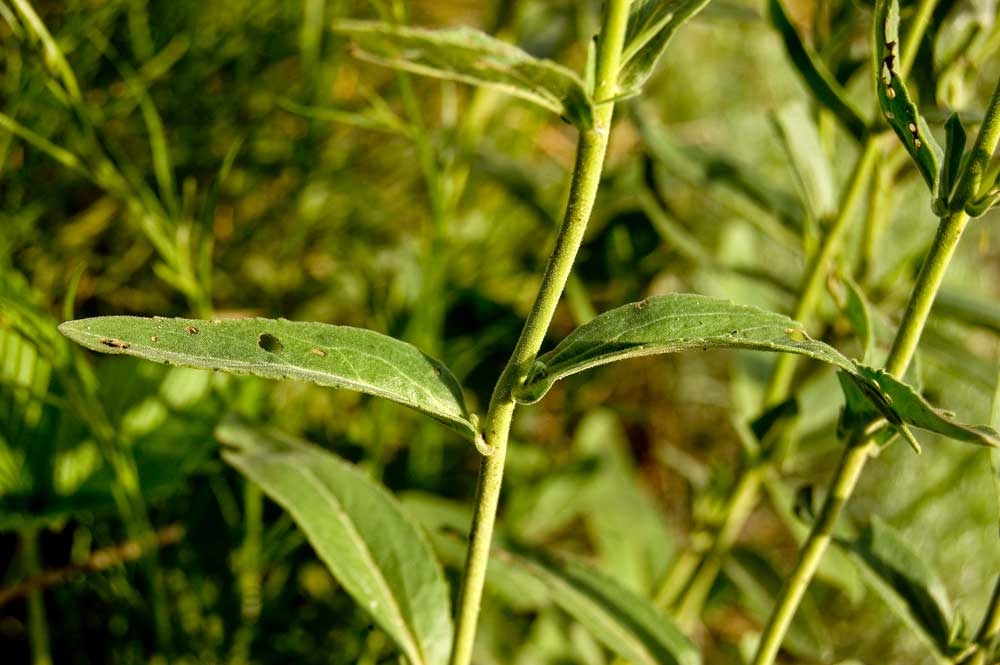 Image of Veronica spicata ssp. bashkiriensis specimen.