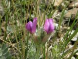 Oxytropis bracteata