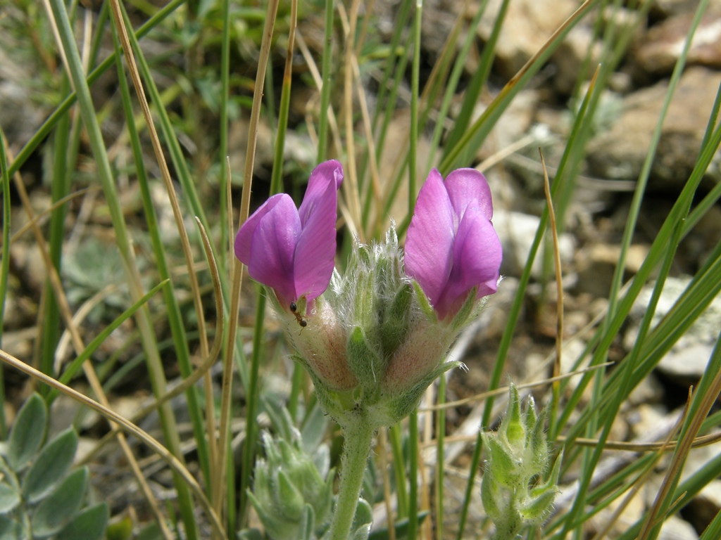 Image of Oxytropis bracteata specimen.