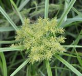 Torulinium odoratum
