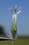 Image of taxon representative. Author is Евгений Пахомов
