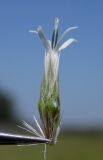 Echinops sphaerocephalus