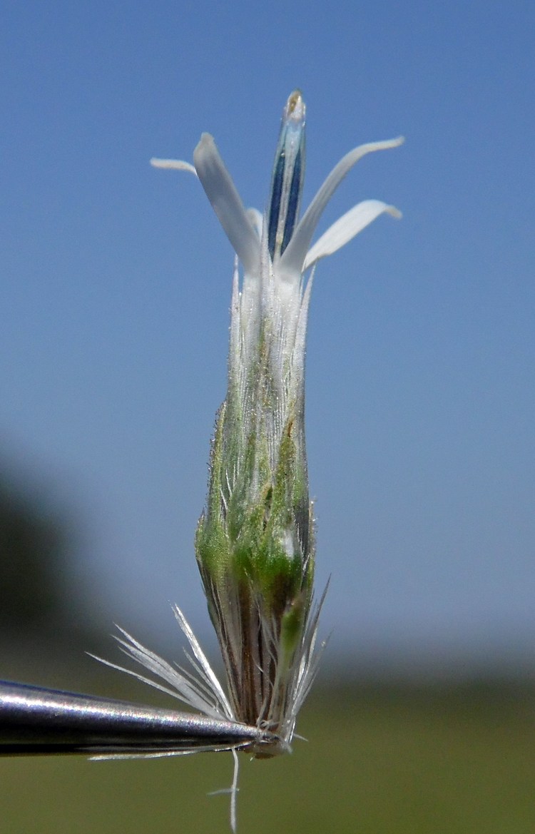 Изображение особи Echinops sphaerocephalus.