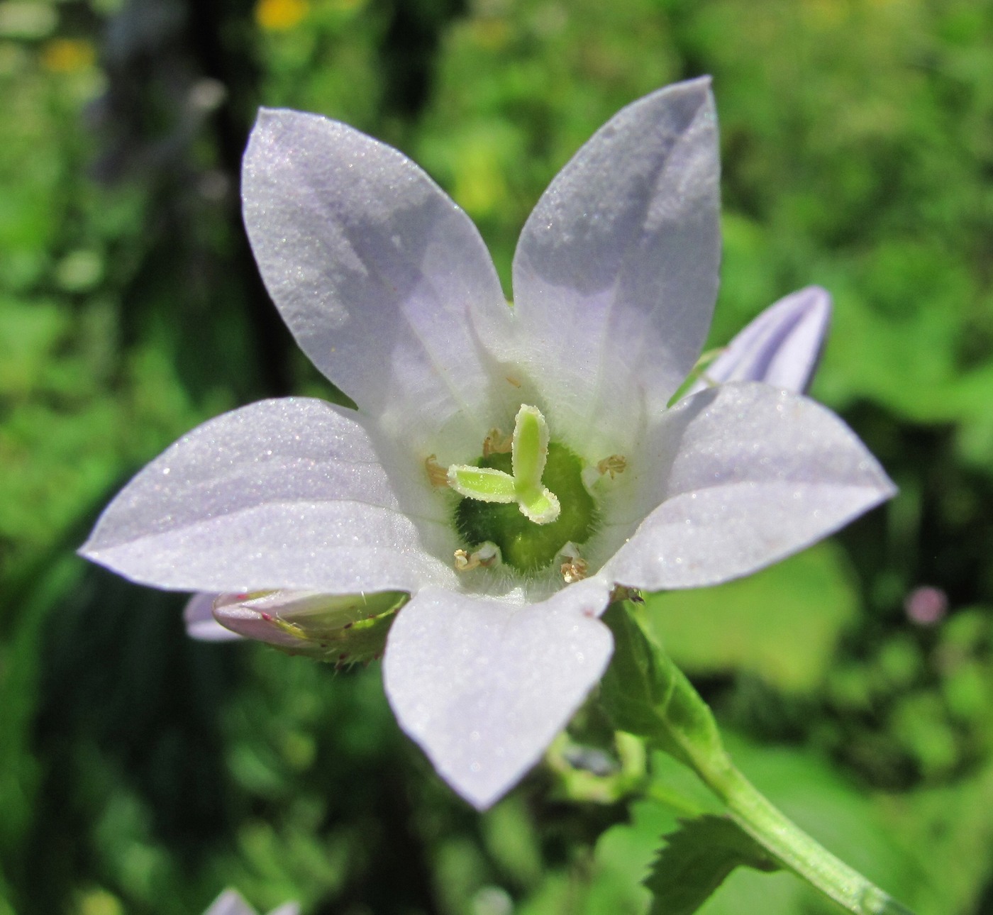 Image of Gadellia lactiflora specimen.