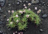 Armeria maritima