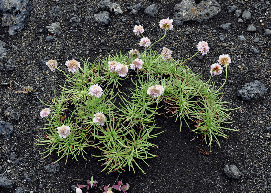 Изображение особи Armeria maritima.