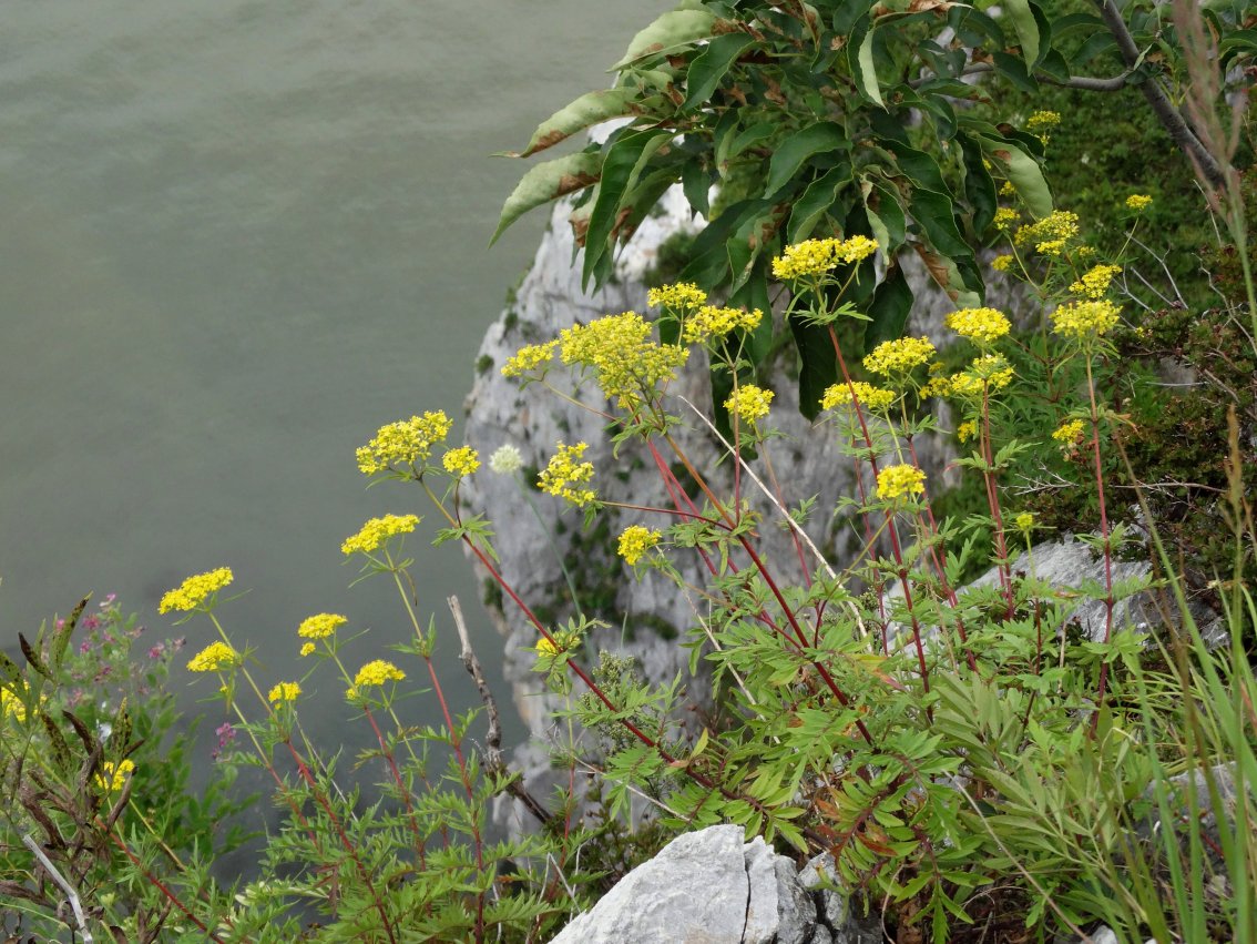 Image of Patrinia rupestris specimen.