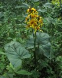 Ligularia sibirica