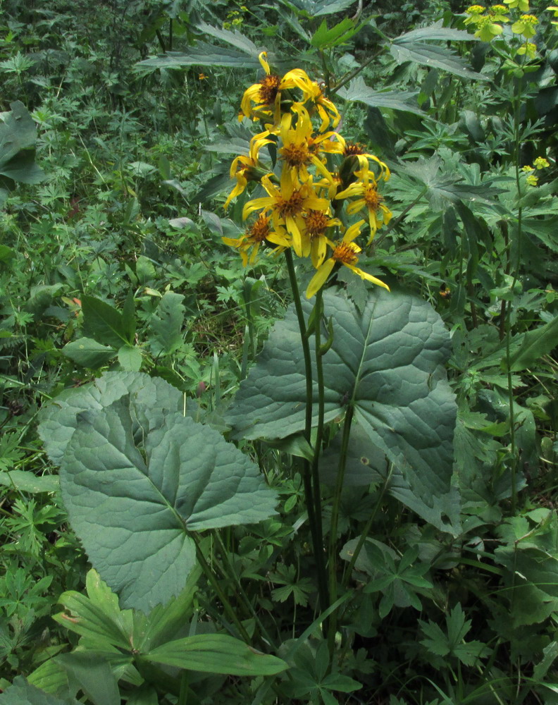 Изображение особи Ligularia sibirica.