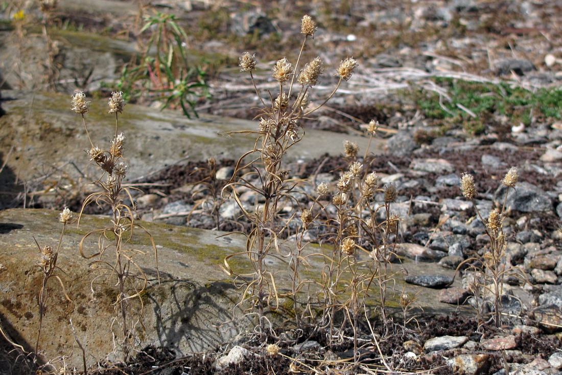 Image of Plantago arenaria specimen.