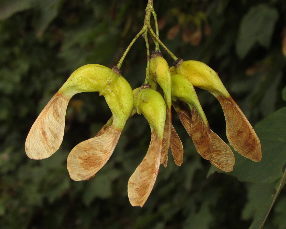 Изображение особи Acer pseudoplatanus.