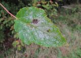 Acer tataricum. Лист, поражённый мучнисторосяным грибом Sawadaea tulasnei. Краснодарский край, Абинский р-н, окр. пос. Ахтырский, небольшой лес. 25.09.2016.