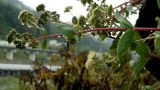 Hylotelephium caucasicum
