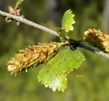 Betula divaricata